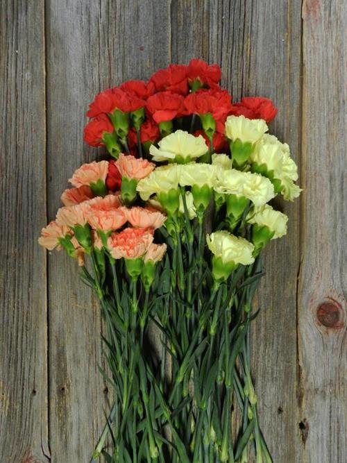 FALL COLORS ASSORTED CARNATIONS